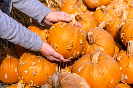 Woman's hands choose pumpkins in the market for thanksgiving holiday.の写真素材