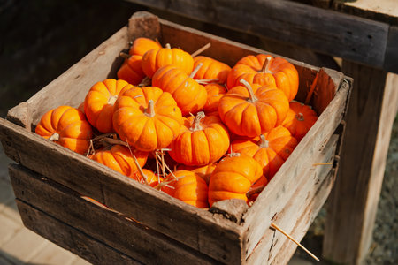 Box of colorful pumpkins on a market on Thanksgiving Eve.の写真素材