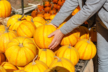 Woman's hands choose pumpkins in the market for thanksgiving holiday.の写真素材