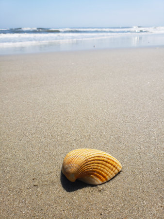 Deserted shore, waves and shells on the sand of the Atlantic Ocean. Macro photography.
