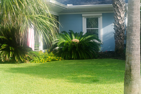 palm tree near the wall of house on a mowed lawn. Landscape design.
