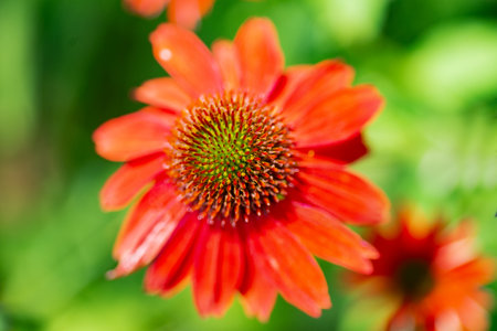 Red Echinacea flower close up. Selective focus. Space for text.の写真素材