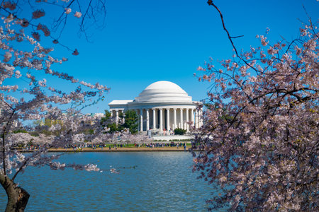 Cherry Blossoms at Jefferson Memorial along Tidal Basin, Washington DCの写真素材