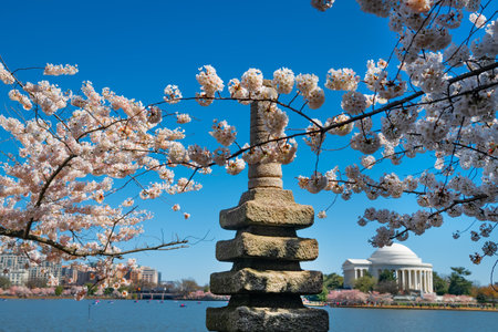 Japanese cherry blossoms and Jefferson Memorial over lake in Washington DC, USA.の写真素材