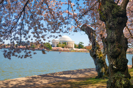 Japanese cherry blossoms and Jefferson Memorial over lake in Washington DC, USA.の写真素材