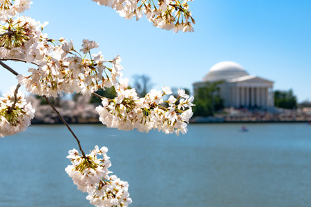 Jefferson Memorial during the Cherry Blossom Festival in Washington DC.の写真素材