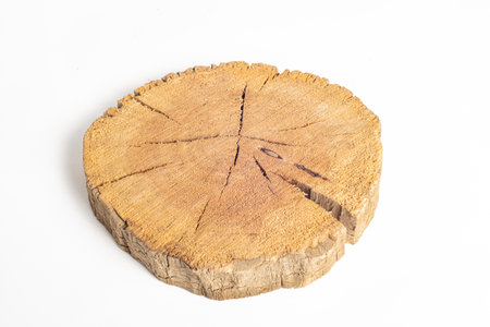 Cross section of a tree trunk with growth rings on white background. Close-up.の写真素材