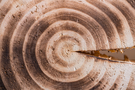 Old wood texture background, Tree Ringsの写真素材