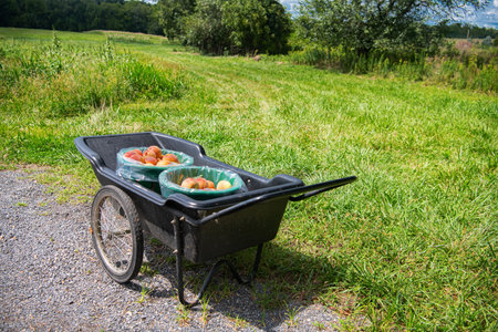A peach orchard and a cart with ripe peaches.の写真素材