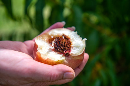 A hand holds halves of a juicy peach with a pit.の写真素材