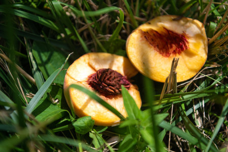 Halves of a juicy peach with a pit.の写真素材