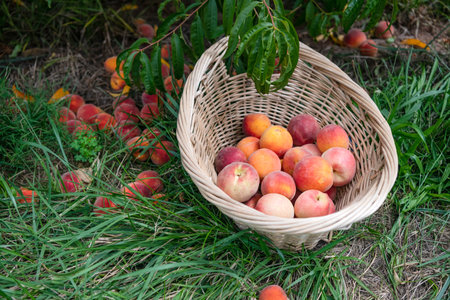 wicker basket with ripe peaches under peach tree in garden.の写真素材