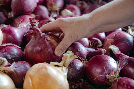 woman picks out onions at a farm store.の写真素材