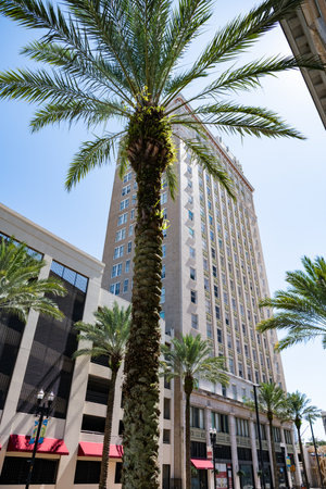 buildings and palm trees on the streets of Jacksonville, Florida.のeditorial素材