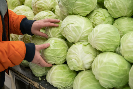 woman picks out fresh cabbage at the supermarket.の写真素材