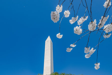 Washington DC. Cherry blossoms against a blue sky and the Washington Monument in the background.の写真素材