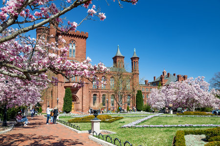 pink magnolia blooming in the Smithsonian garden.のeditorial素材