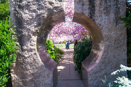 magnolia in bloom in the Smithsonian Institution's garden. Spring Festival in Washington DC.のeditorial素材