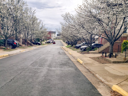 White apple blossoms along a row of residential buildings and parking lots.の写真素材