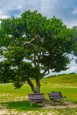 Benches in the shade of a lone tree under a blue cloudy sky. A resting place for wanderers.