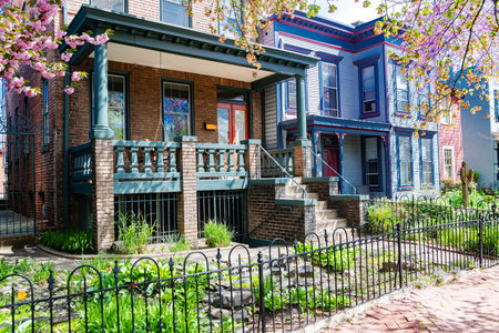flowering season dc city street residential charm Urban serenity and spring freshness captured in a...