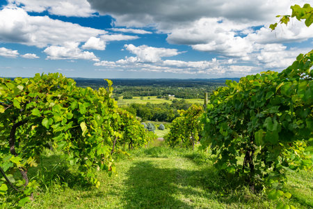 Rolling Hillside Vineyard in Virginia Countryside under Blue Sky and White Cloudsの写真素材