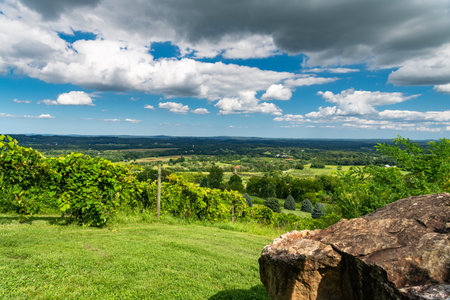 Rolling Green Hills and Grapevines Under Blue Sky with Clouds in Virginia Countrysideの写真素材