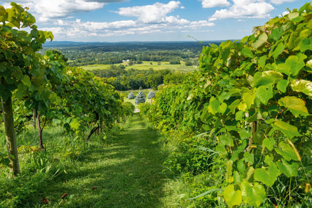 Organic Grape Vines Growing on a Peaceful Farm in Rural Virginia, Summer Agriculture Sceneの写真素材