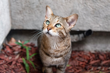 Savannah cat. Exotic beauty with piercing eyes.