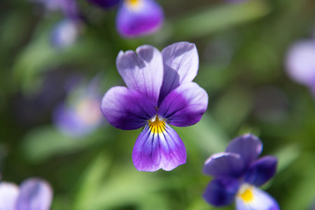 Blooming purple flower with blurred background. Nature macro photography of viola