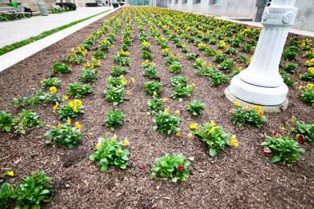Yellow spring flowers growing in neat rows in downtown Washington.
