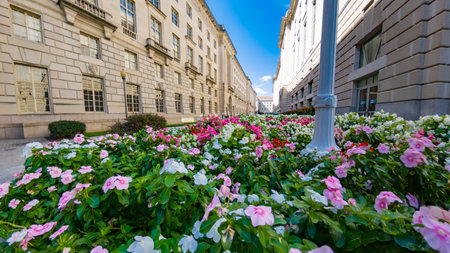 Vibrant flowerbed in full bloom along a government building in Washingtonの写真素材