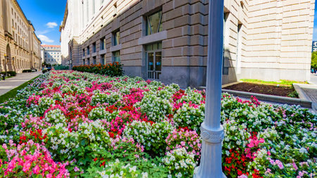 Urban landscaping with lush flowers next to Washington's historic architecture.の写真素材