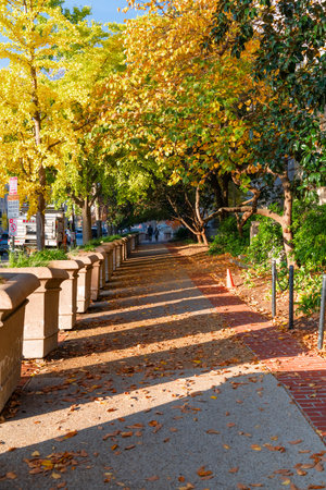 Colorful fall trees lining a walking path in Washington DCの写真素材