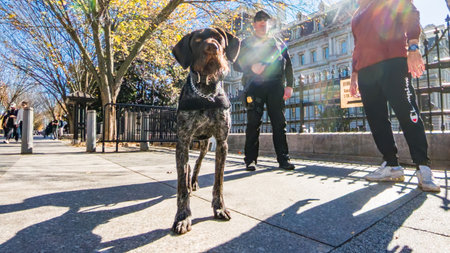 Police K9 dog standing alert on Pennsylvania Avenue near the White House. Washington DC