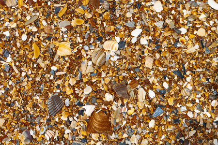 Mixed shell pieces creating vibrant seaside textureの写真素材
