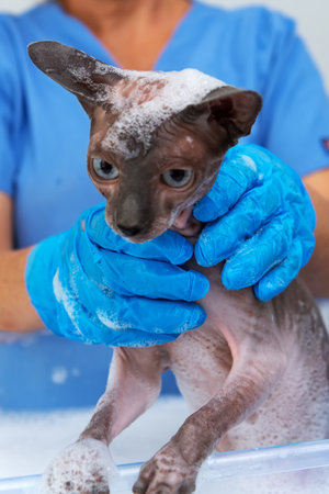 Veterinary technician gently washing scared sphynx kitten in foam bath during hygiene care