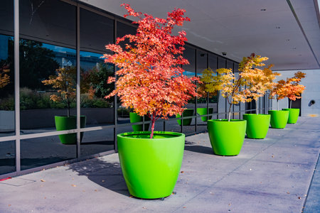 Outdoor ornamental tree with fall colors near buildingの写真素材