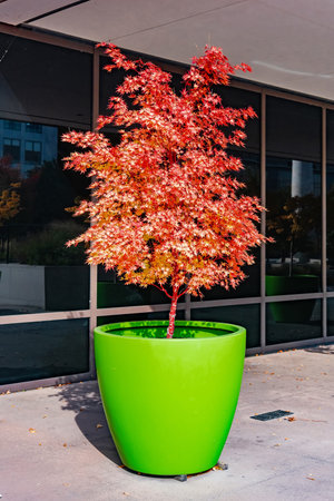 Acer palmatum Sango kaku Japanese maple in green planterの写真素材