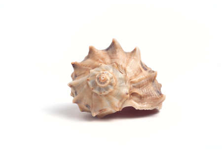 Sea shell isolated on white background