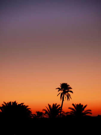 A silhouette of Palm trees against the fading light of a tropical evening.の写真素材