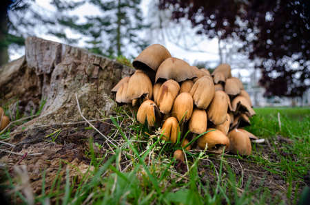A collection of mushrooms at the base of a cut tree trunk. Golden brown honey mushrooms (Armillaria mellea) grow in clusters on the bark at the bottom of tree trunks.の写真素材