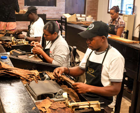 Cigar factory Cuba 19 December 2012 Workers sat at the table hand rolling tobacco leaf into quality...
