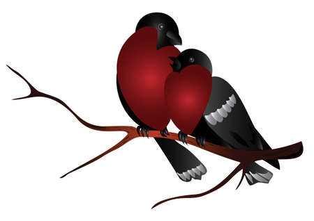 Bullfinches on a branch admire each otherのイラスト素材