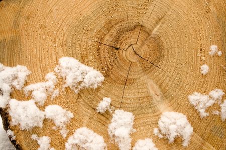 Growth rings on the end of a sawn logの写真素材