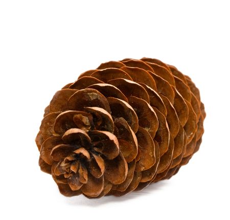 Firtree cone isolated on the white background.