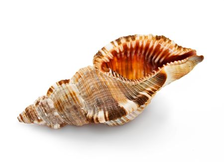 Seashell isolated on the white background