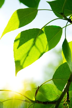 Green leaves with sun ray