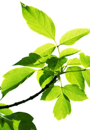 Green leaves isolated on whiteの写真素材