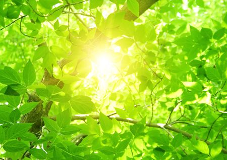 Green leavesの写真素材